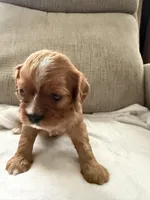 Sylvie , a female Cavalier King Charles Spaniel for sale in Kansas City, MO – 4 of 7