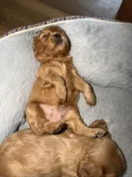 Stella , a female Cavalier King Charles Spaniel for sale in Kansas City, MO – 8 of 10