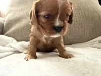 Sylvie , a female Cavalier King Charles Spaniel for sale in Kansas City, MO – 7 of 7
