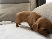 Stella , a female Cavalier King Charles Spaniel for sale in Kansas City, MO – 7 of 10