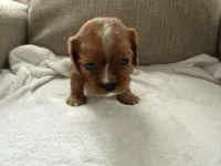 Sylvie , a female Cavalier King Charles Spaniel for sale in Kansas City, MO – 3 of 7