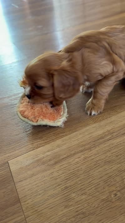 Sylvie , a female Cavalier King Charles Spaniel for sale in Kansas City, MO – 8 of 8