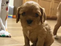 Stella , a female Cavalier King Charles Spaniel for sale in Kansas City, MO – 9 of 10