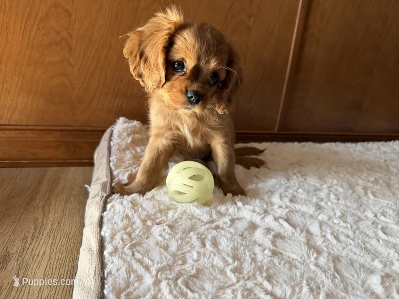 Stella  – Cavalier King Charles Spaniel puppy for sale in Kansas City, MO