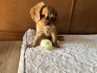 Stella , a female Cavalier King Charles Spaniel for sale in Kansas City, MO – 1 of 10
