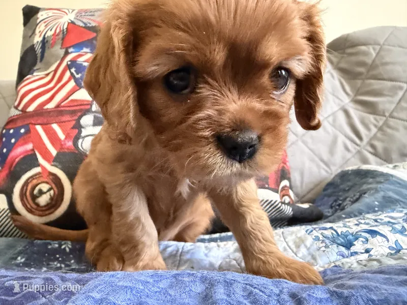 Stella  – Cavalier King Charles Spaniel puppy for sale in Kansas City, MO