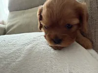 Stella , a female Cavalier King Charles Spaniel for sale in Kansas City, MO – 6 of 10