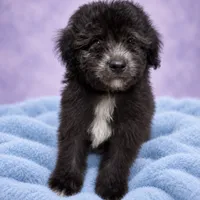 Ash, a male Poodle - Toy  for sale in Forest Hills, NY – 2 of 3