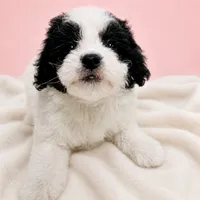 Cookie, a female Poodle - Toy  for sale in Forest Hills, NY – 1 of 1