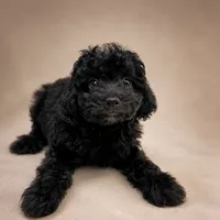 Jet, a male Poodle - Toy  for sale in Forest Hills, NY – 1 of 1