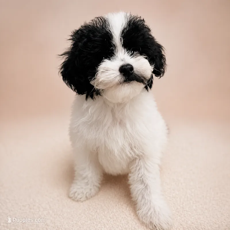 Dottie – Poodle - Toy  puppy for sale in Forest Hills, NY