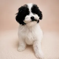 Dottie, a female Poodle - Toy  for sale in Forest Hills, NY – 1 of 1