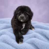 Ash, a male Poodle - Toy  for sale in Forest Hills, NY – 3 of 3