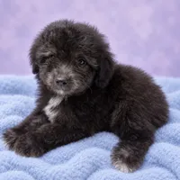 Ash, a male Poodle - Toy  for sale in Forest Hills, NY – 1 of 3