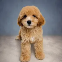 Goldie, a male Poodle - Toy  for sale in Forest Hills, NY – 1 of 1