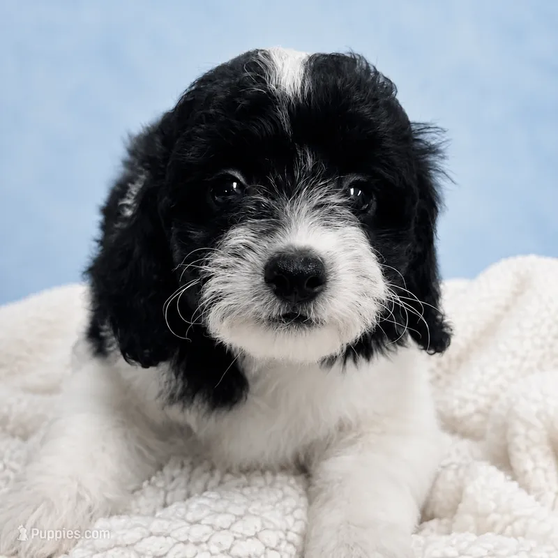 Tux – Poodle - Toy  puppy for sale in Forest Hills, NY