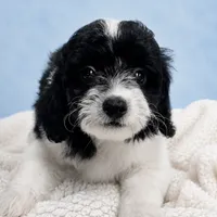 Tux, a male Poodle - Toy  for sale in Forest Hills, NY – 1 of 1