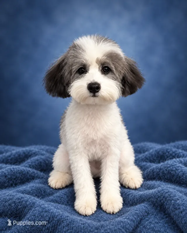Spots – Poodle - Miniature  puppy for sale in Forest Hills, NY