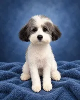 Spots, a male Poodle - Miniature  for sale in Forest Hills, NY – 1 of 2