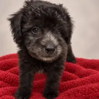 Grey, a male Poodle - Toy  for sale in Forest Hills, NY – 2 of 2