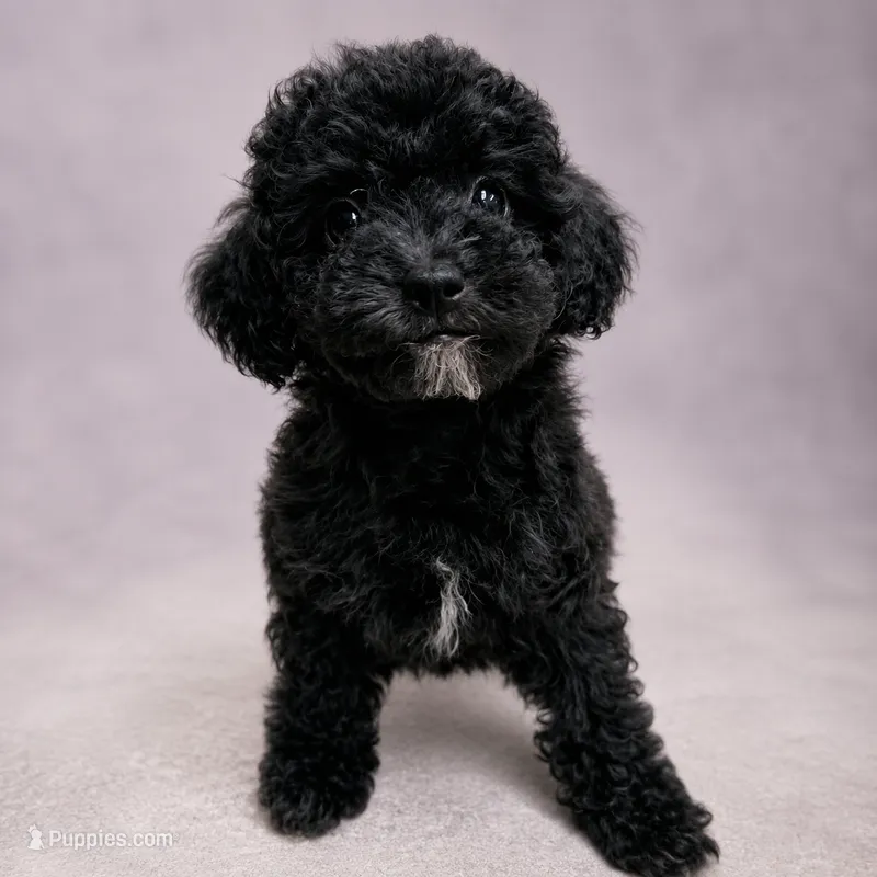 Casper – Poodle - Toy  puppy for sale in Forest Hills, NY