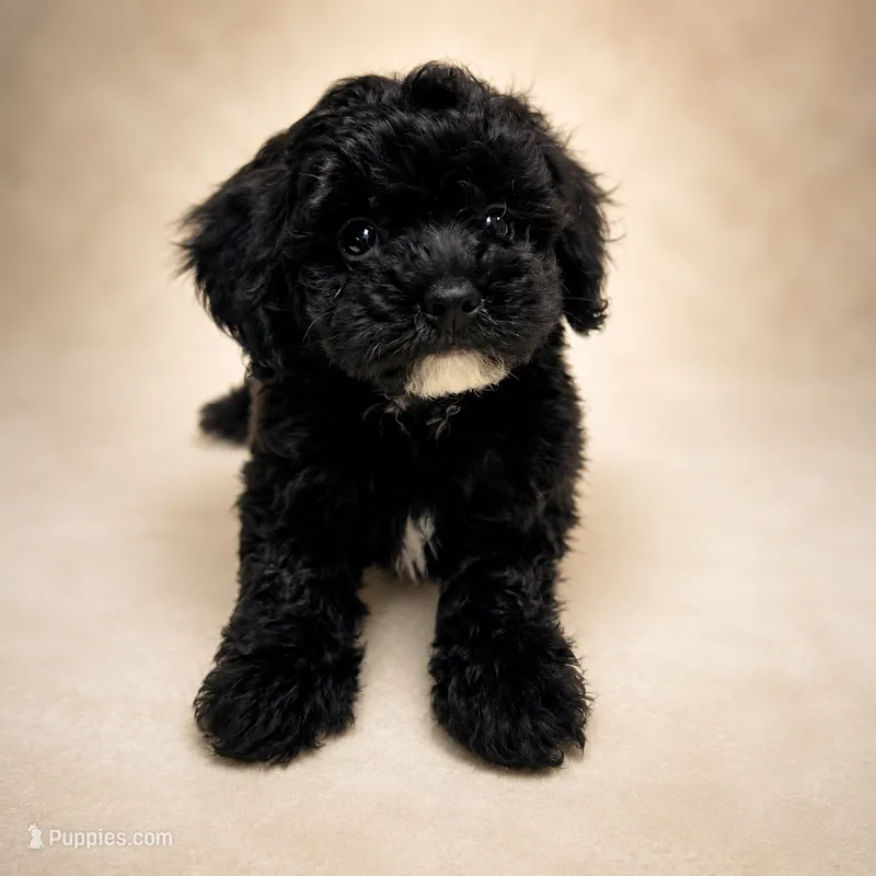 Shadow – Poodle - Toy  puppy for sale in Forest Hills, NY