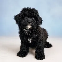 Luna, a female Poodle - Toy  for sale in Forest Hills, NY – 1 of 1