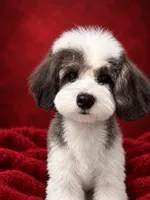Patches, a male Poodle - Miniature  for sale in Forest Hills, NY – 2 of 2