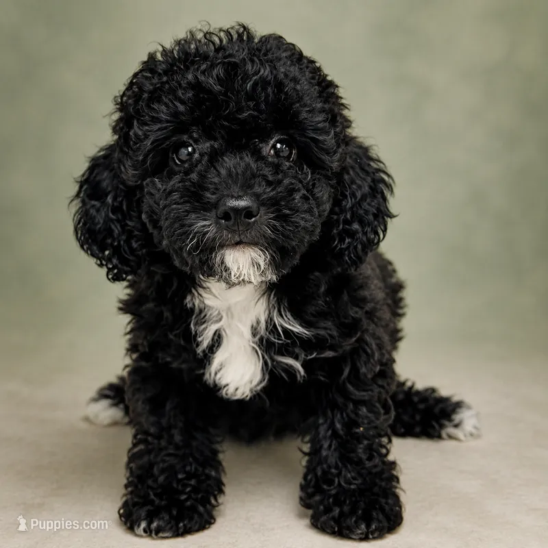 Bruno – Poodle - Toy  puppy for sale in Forest Hills, NY