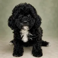 Bruno, a male Poodle - Toy  for sale in Forest Hills, NY – 1 of 1