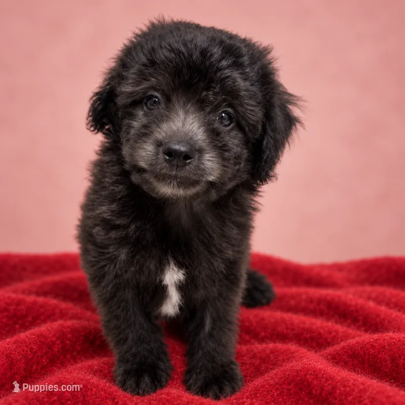 Grey – Poodle - Toy  puppy for sale in Forest Hills, NY