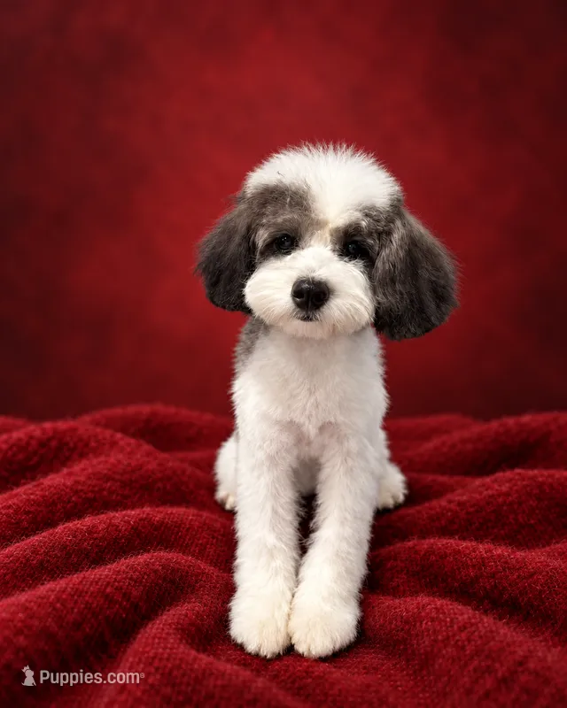 Patches – Poodle - Miniature  puppy for sale in Forest Hills, NY