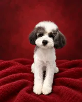 Patches, a male Poodle - Miniature  for sale in Forest Hills, NY – 1 of 2