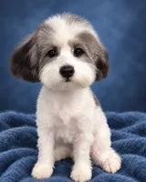 Spots, a male Poodle - Miniature  for sale in Forest Hills, NY – 2 of 2