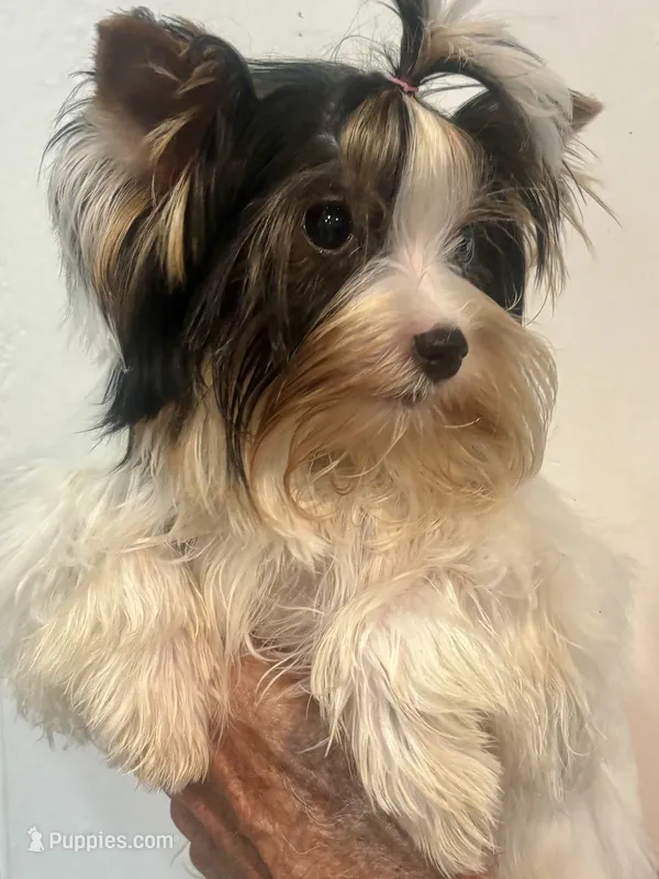 Hope – Biewer puppy for sale in Roslyn Heights, NY