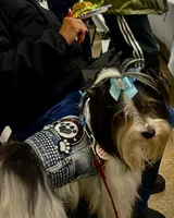 Gregory, a male Biewer for sale in New York, NY – 4 of 7