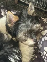 Gregory, a male Biewer for sale in New York, NY – 2 of 7