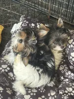 Gregory, a male Biewer for sale in New York, NY – 3 of 7