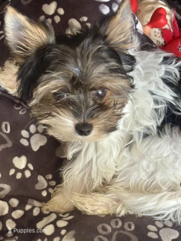 Gregory – Biewer puppy for sale in New York, NY
