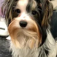 Presley, a male Biewer for sale in New York, NY – Photo 3 of 5