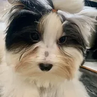 Presley, a male Biewer for sale in New York, NY – Photo 5 of 5