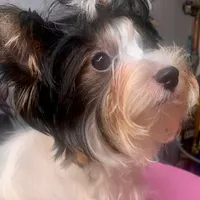 Presley, a male Biewer for sale in New York, NY – Photo 2 of 5