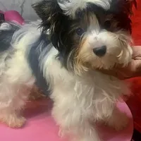 Presley, a male Biewer for sale in New York, NY – Photo 1 of 5