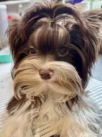 Franco on hold, a male Biewer for sale in New York, NY – 4 of 9