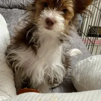 Dante, a male Biewer for sale in New York, NY – Photo 1 of 7