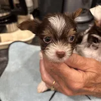 Dante, a male Biewer for sale in New York, NY – Photo 6 of 7