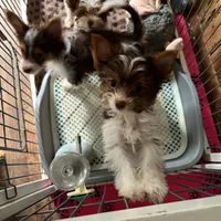 Dante, a male Biewer for sale in New York, NY – Photo 7 of 7