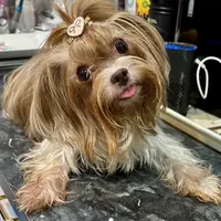 Dante, a male Biewer for sale in New York, NY – Photo 4 of 7