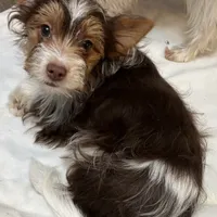 Dante, a male Biewer for sale in New York, NY – Photo 2 of 7