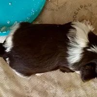 Dante, a male Biewer for sale in New York, NY – Photo 5 of 7